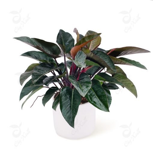 Chậu Gốm Lư Tròn Vát